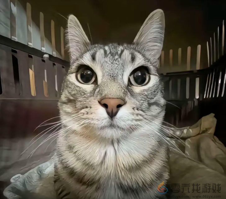 严肃猫表情包大全